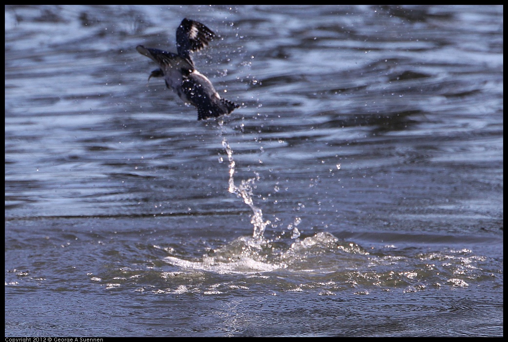 0128-143609-02.jpg - Belted Kingfisher