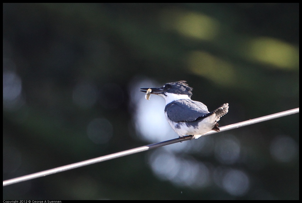 0128-143616-01.jpg - Belted Kingfisher