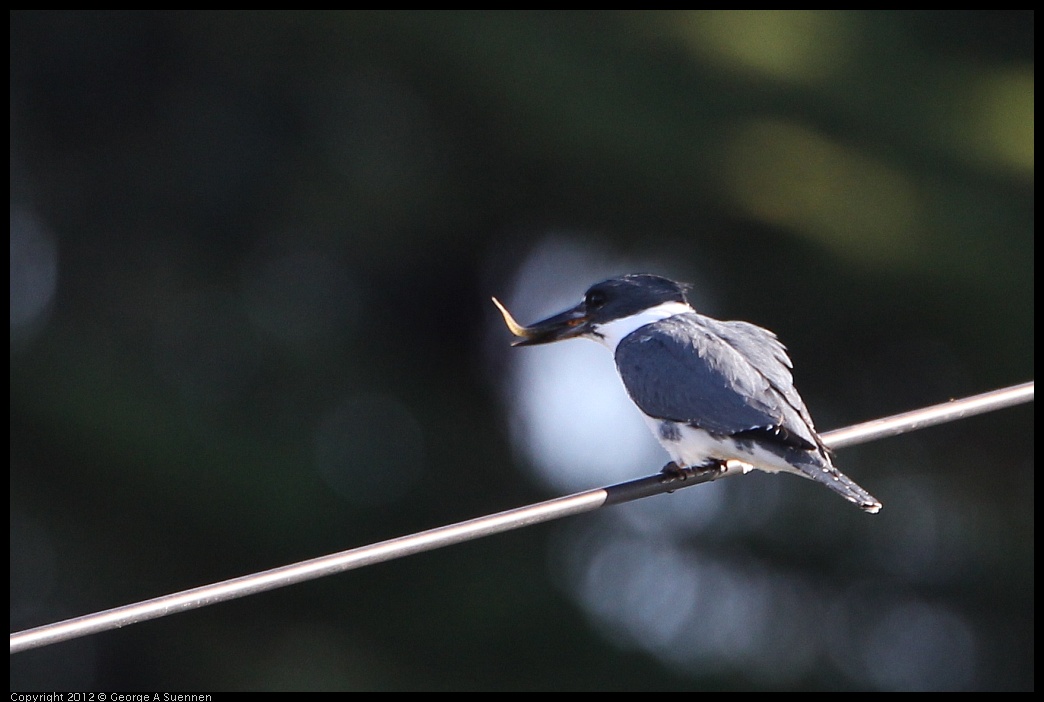 0128-143623-01.jpg - Belted Kingfisher