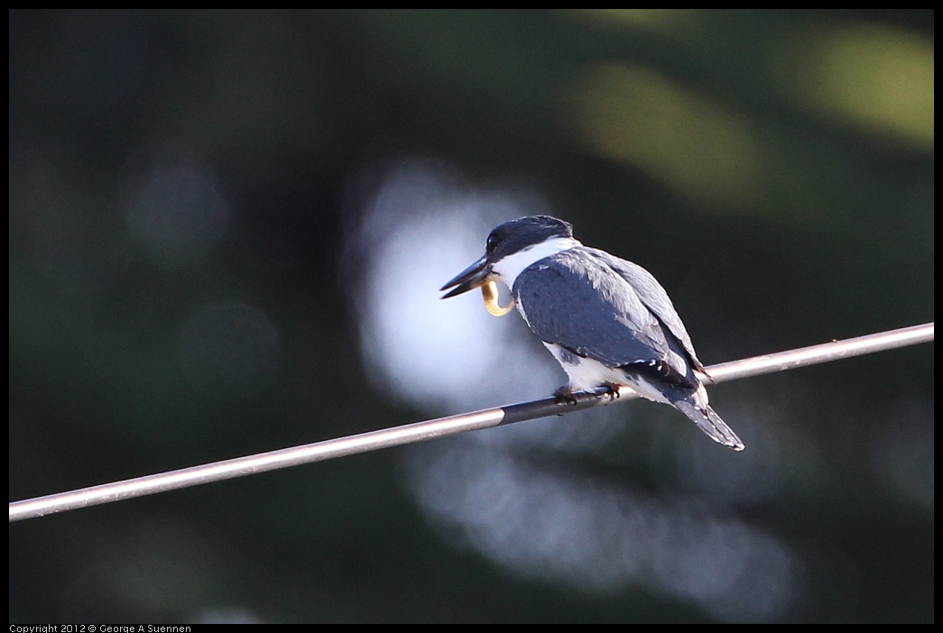 0128-143632-01.jpg - Belted Kingfisher