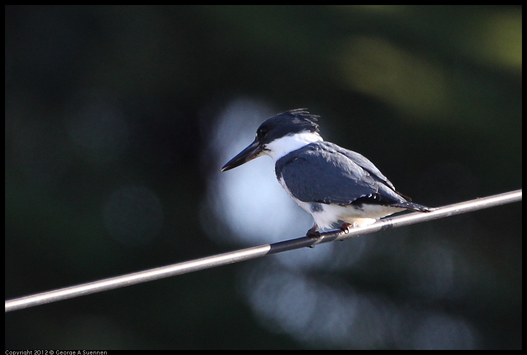 0128-143642-01.jpg - Belted Kingfisher