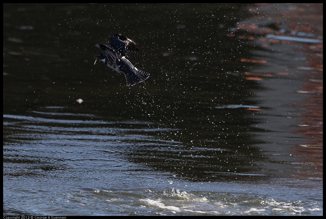 0128-143735-03.jpg - Belted Kingfisher