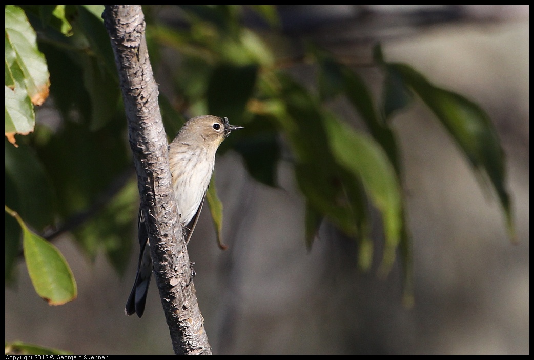 0128-143837-03.jpg - Yellow-rumped Warbler