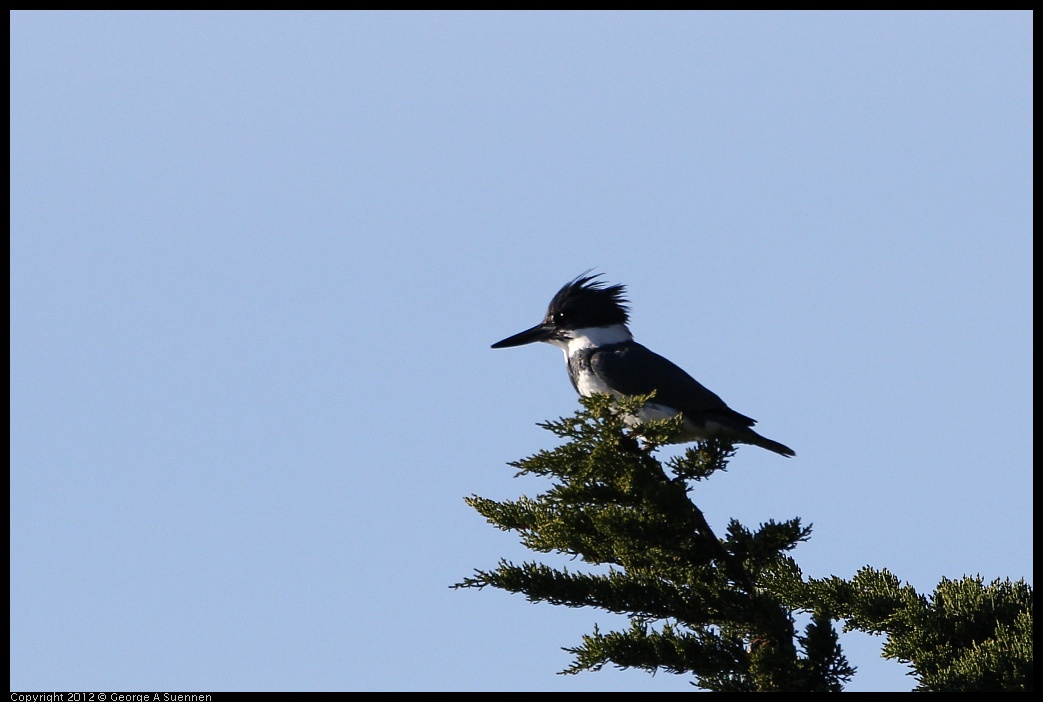 0128-150136-01.jpg - Belted Kingfisher