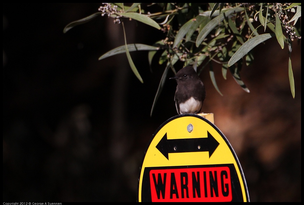 0128-150936-05.jpg - Black Phoebe