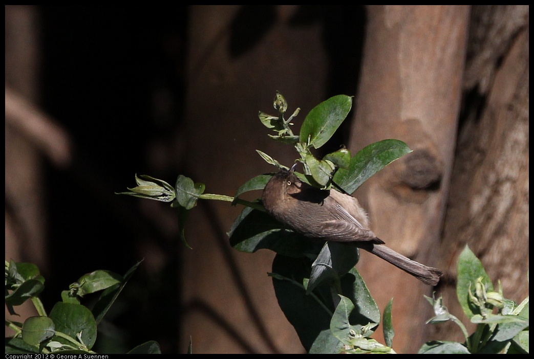 0128-151615-04.jpg - Bushtit