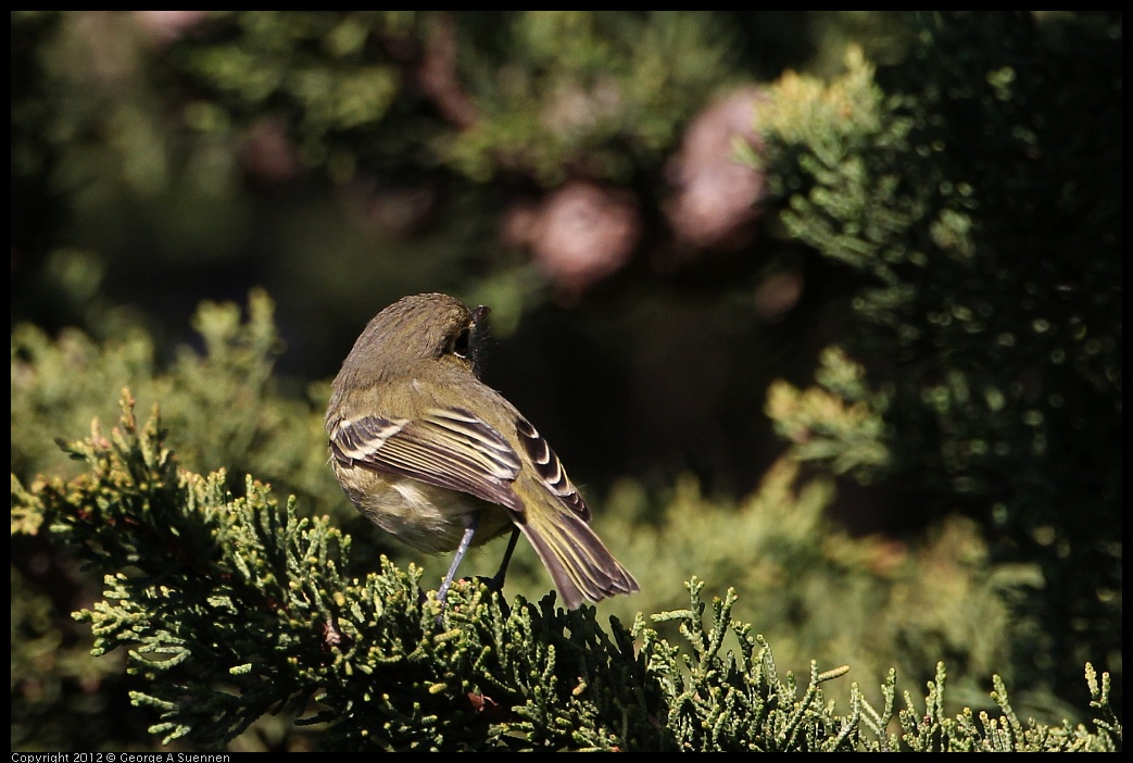 0128-152337-02.jpg - Ruby-crowned Kinglet