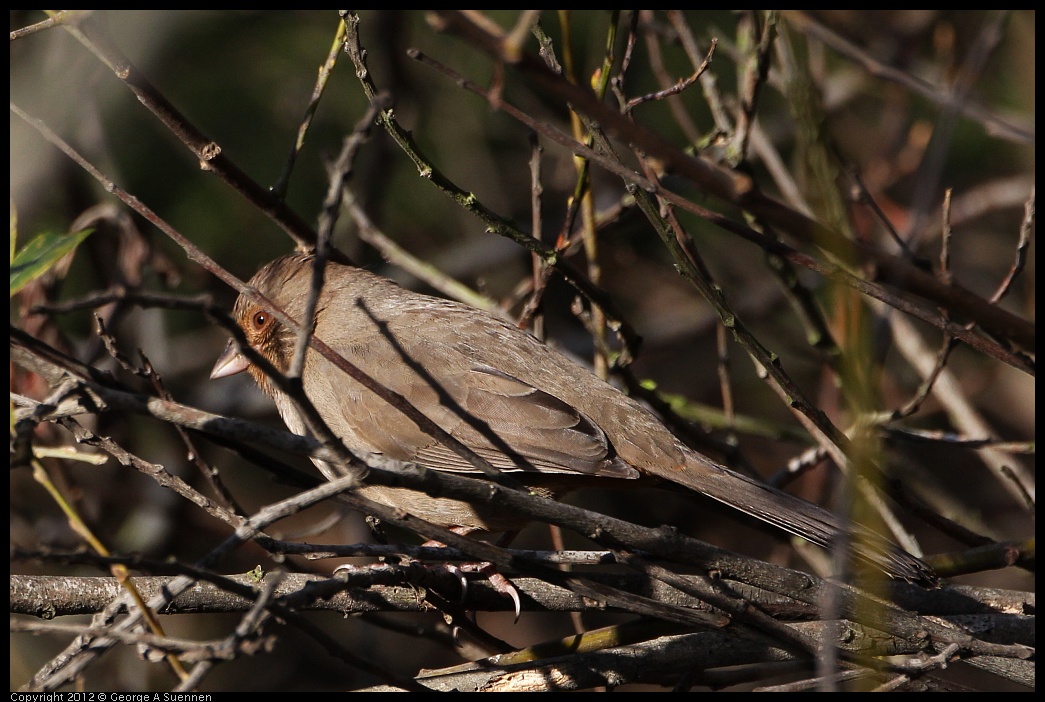 0128-153747-01.jpg - California Towhee