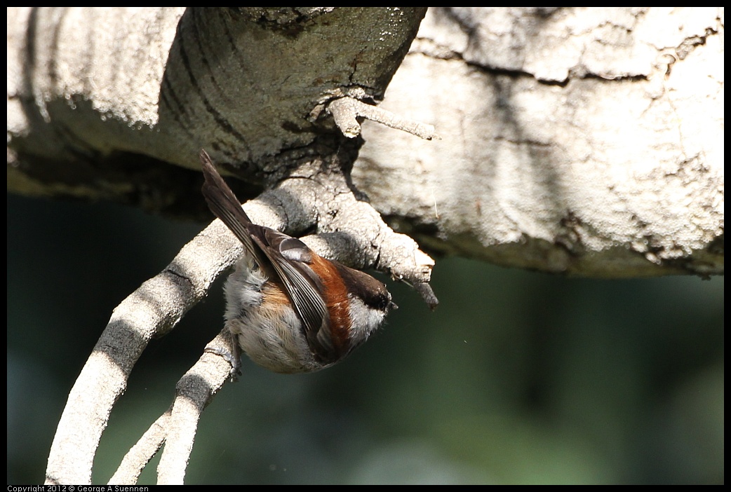 0128-155140-04.jpg - Chestnut-backed Chickadee