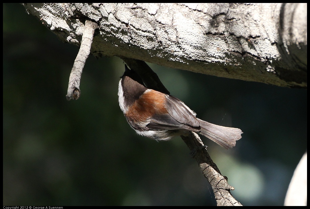 0128-155151-01.jpg - Chestnut-backed Chickadee