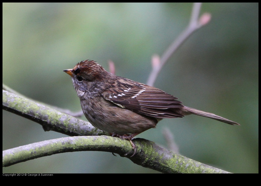 0130-104539-01.jpg - Sparrow