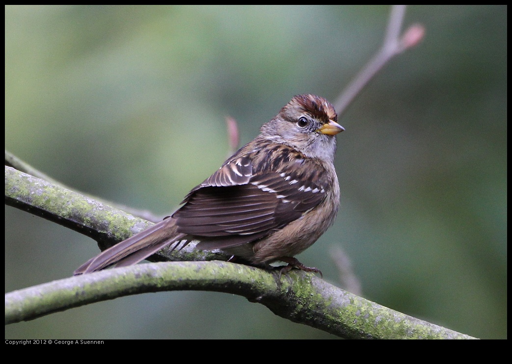 0130-104542-01.jpg - Sparrow