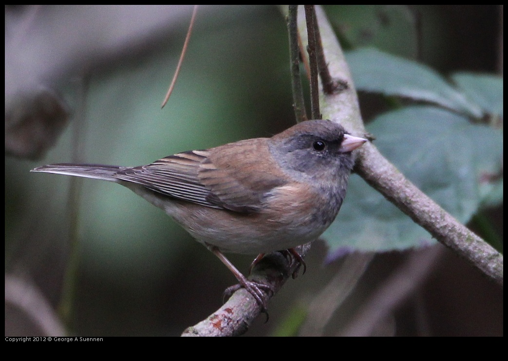 0130-104631-01.jpg - Dark-eyed Junco