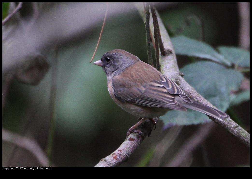 0130-104634-02.jpg - Dark-eyed Junco