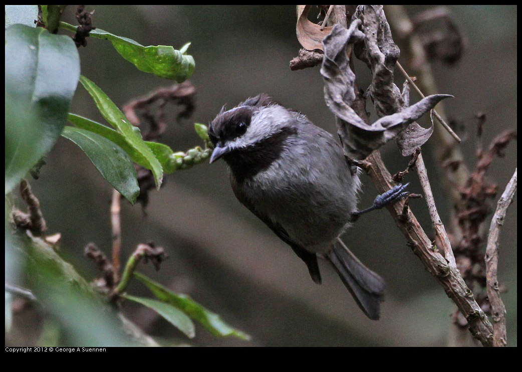 0130-104835-02.jpg - Chestnut-backed Chickadee