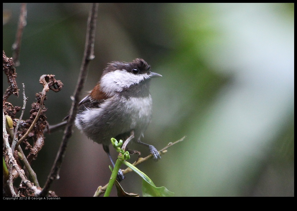 0130-104930-03.jpg - Chestnut-backed Chickadee