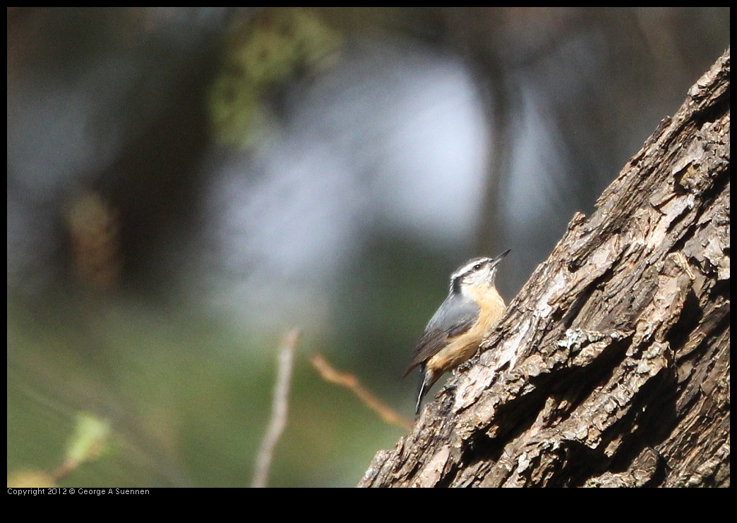 0130-105047-02.jpg - Red-breasted Nuthatch