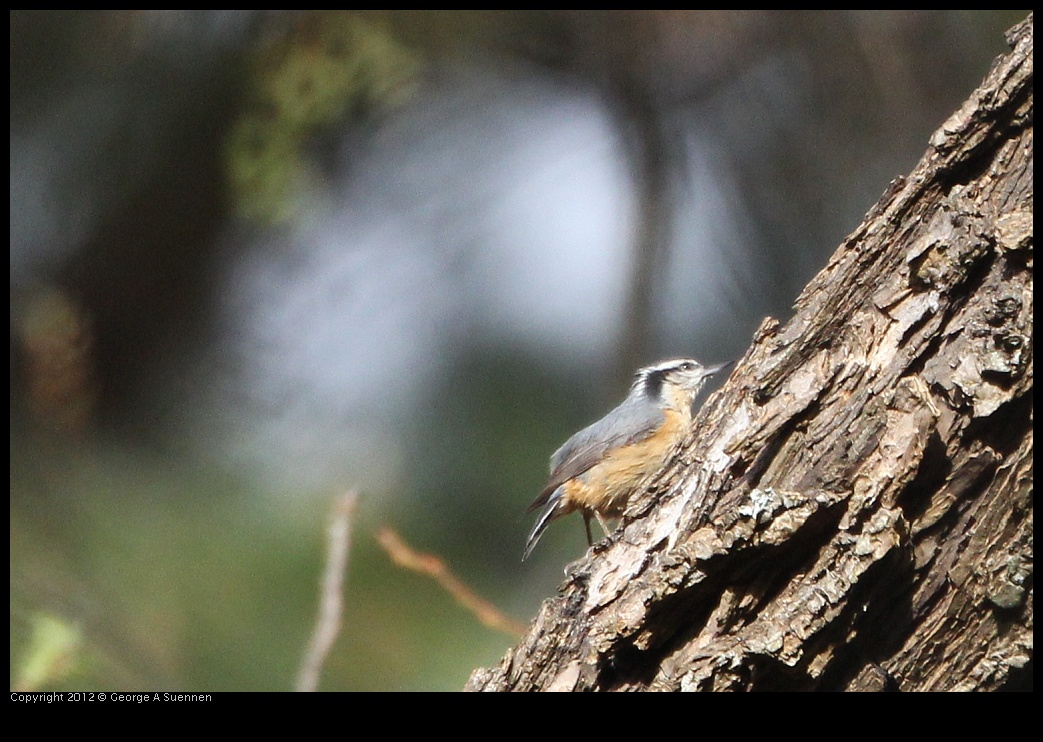 0130-105047-03.jpg - Red-breasted Nuthatch