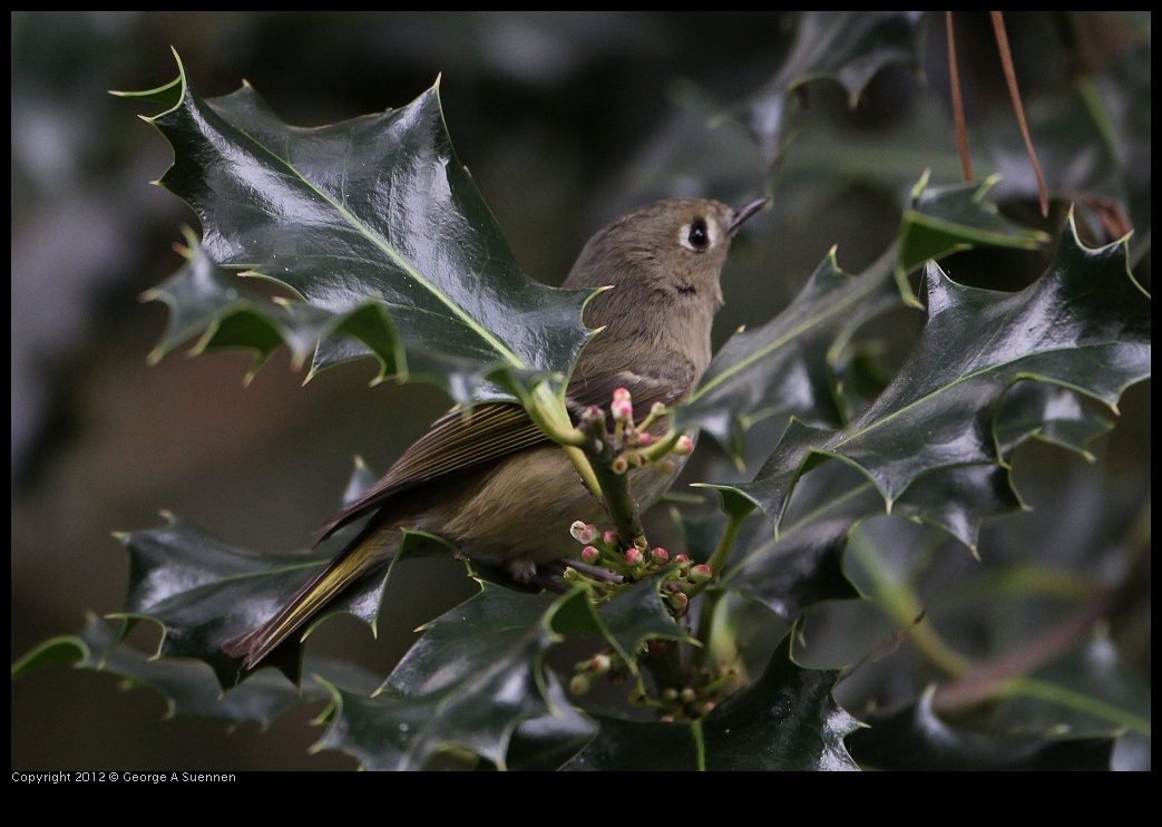 0130-105237-02.jpg - Ruby-crowned Kinglet