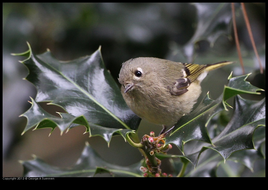 0130-105245-04.jpg - Ruby-crowned Kinglet