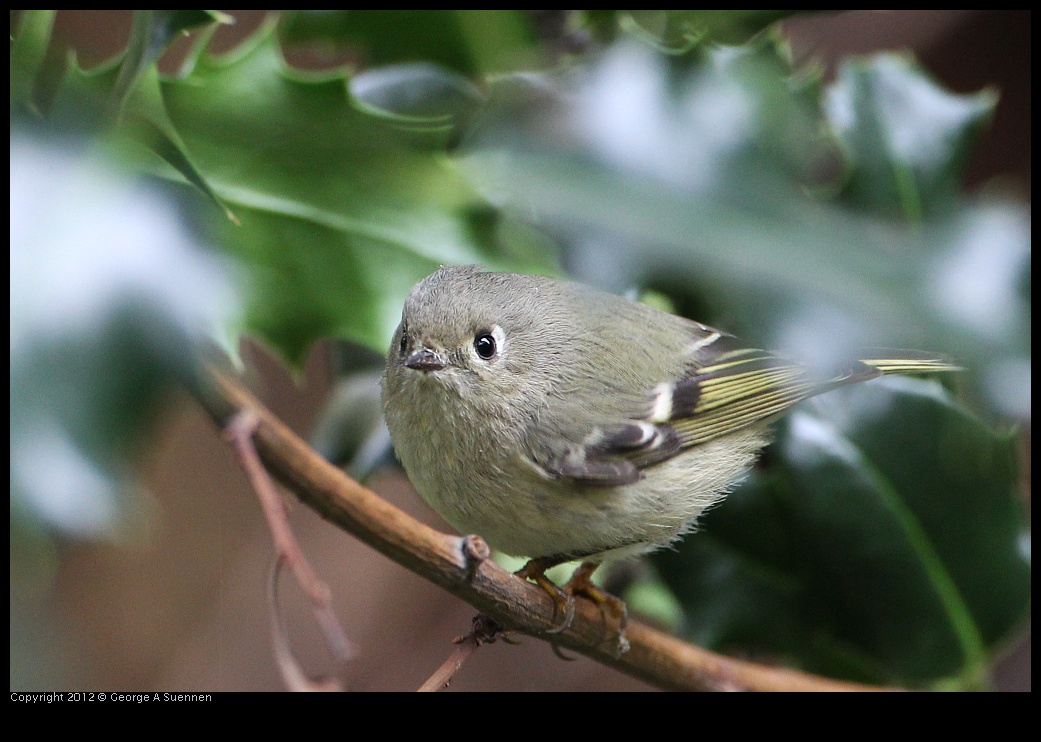 0130-105308-02.jpg - Ruby-crowned Kinglet