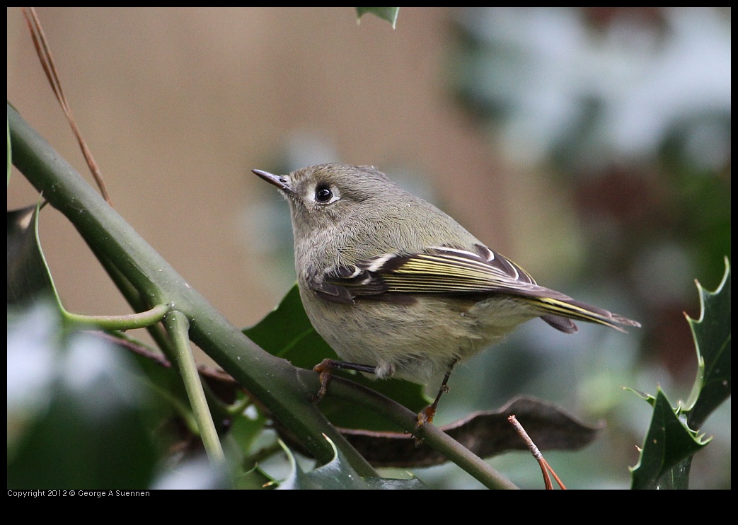 0130-105341-02.jpg - Ruby-crowned Kinglet