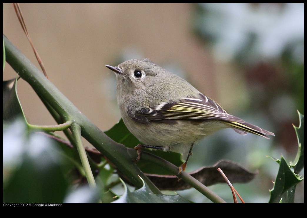 0130-105341-04.jpg - Ruby-crowned Kinglet