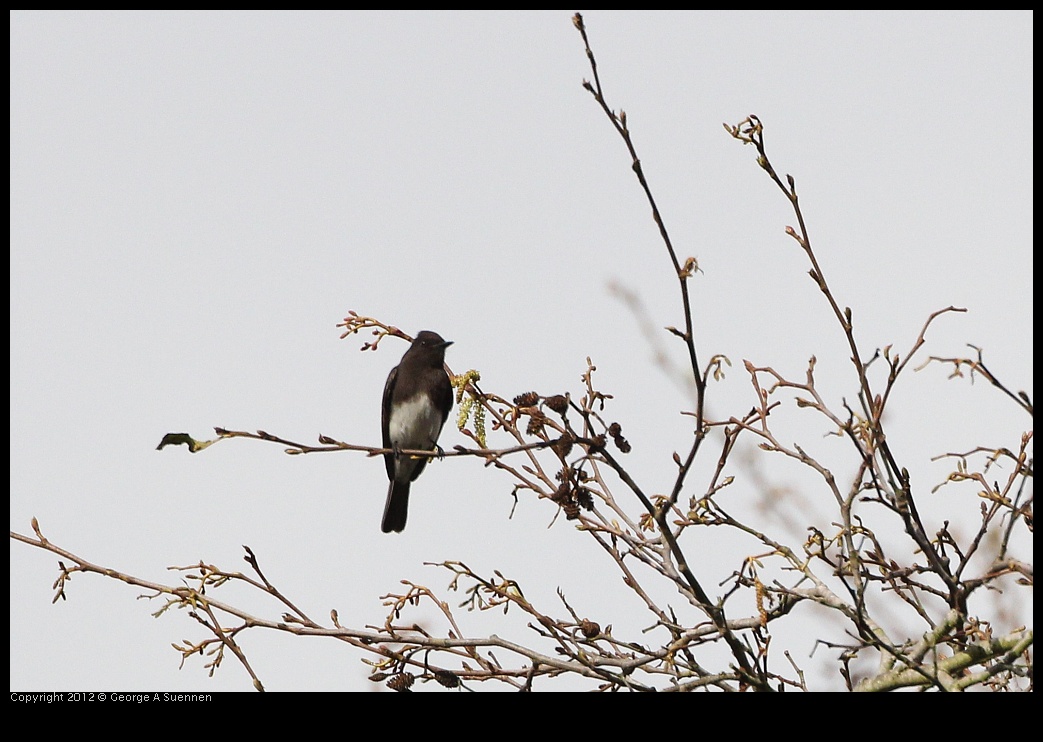 0130-105412-01.jpg - Black Phoebe