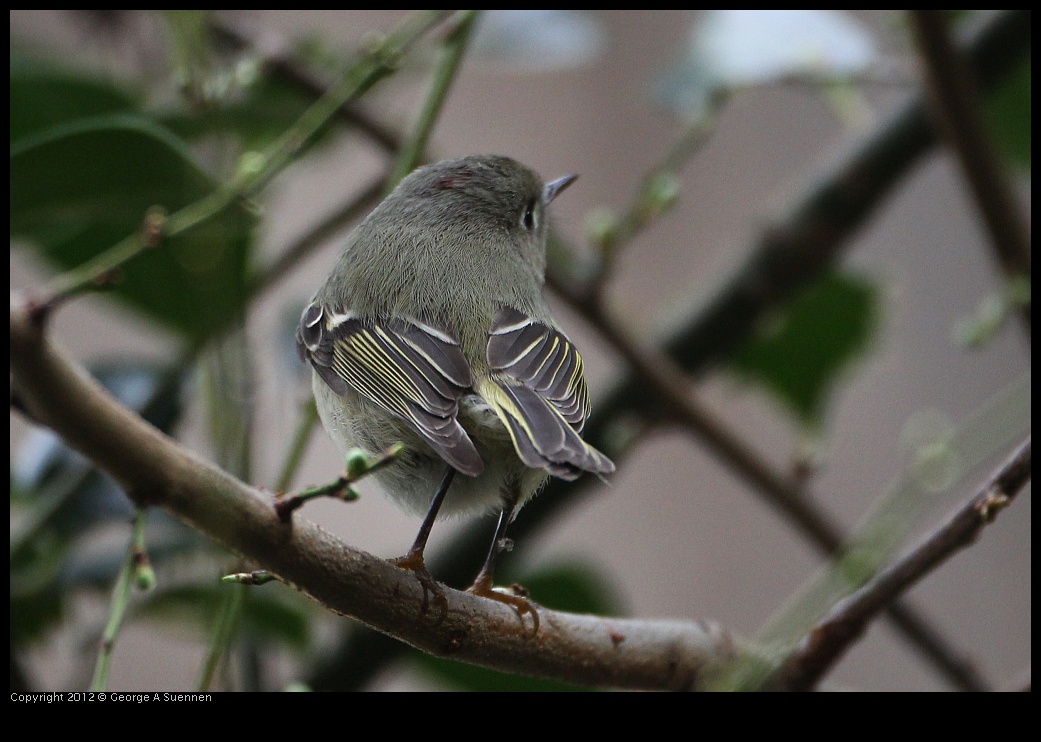 0130-105528-01.jpg - Ruby-crowned Kinglet