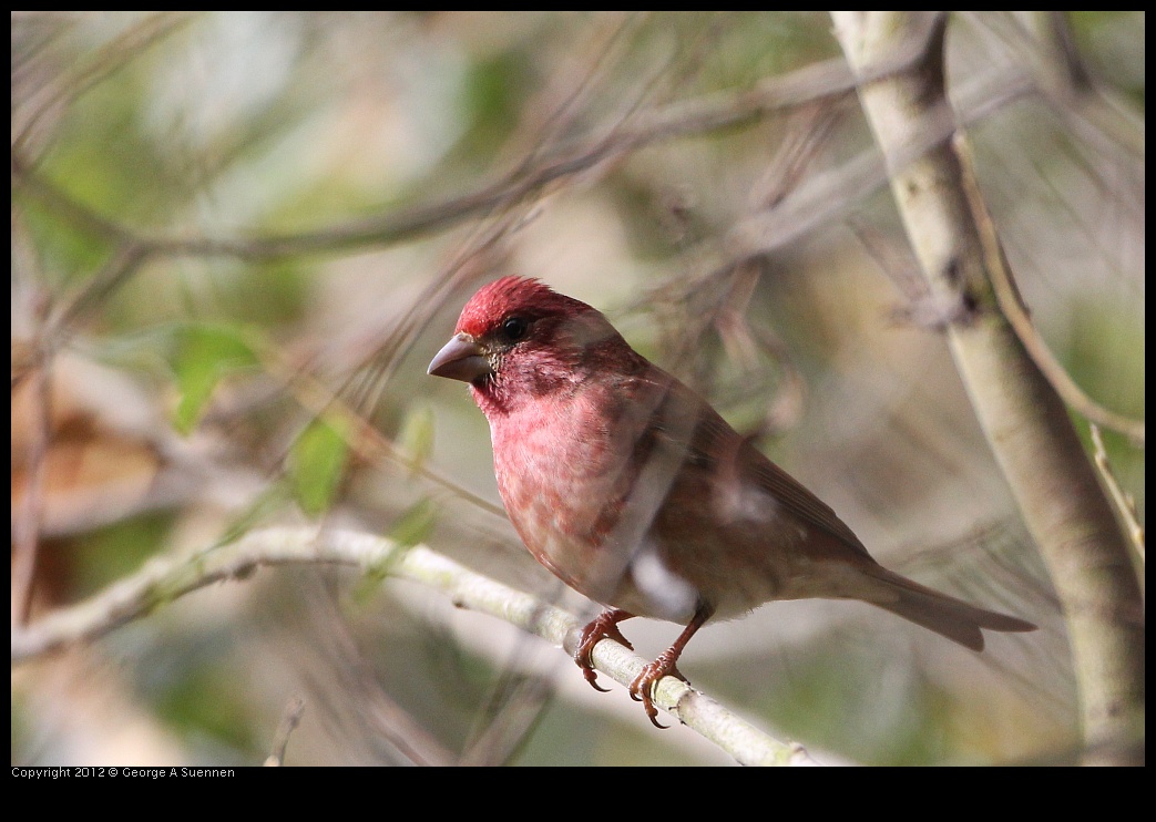 0130-105837-02.jpg - Purple Finch