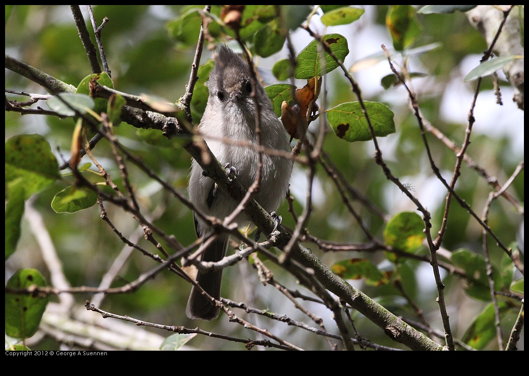 0130-105956-05.jpg - Oak Titmouse