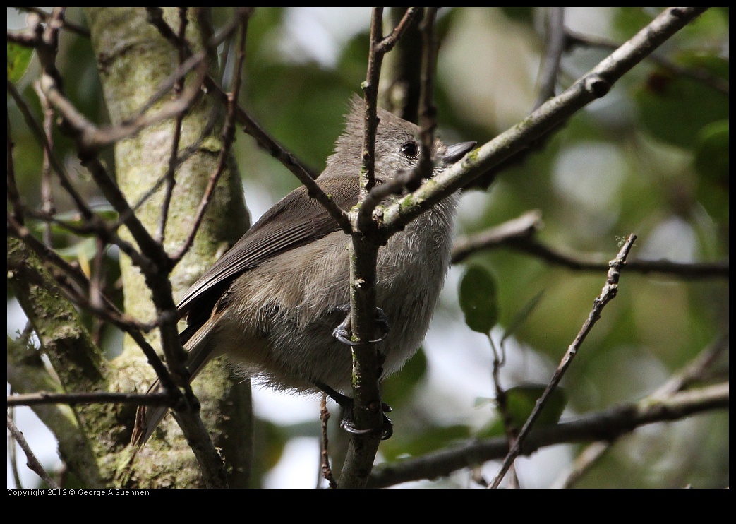 0130-110000-01.jpg - Oak Titmouse