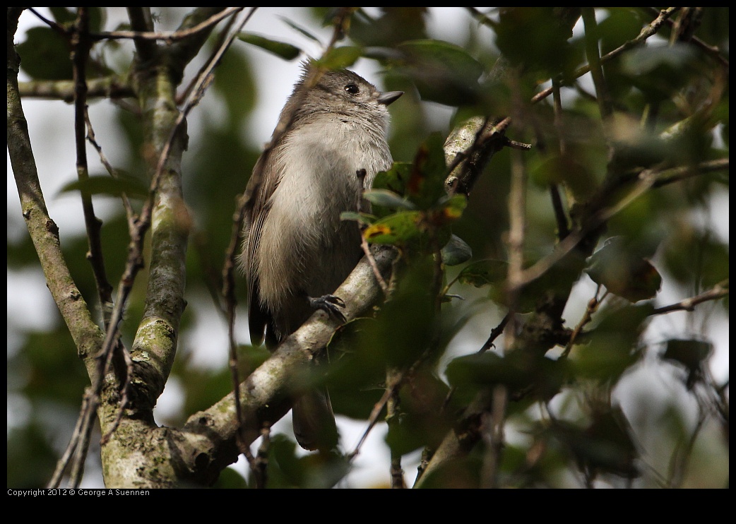 0130-110010-02.jpg - Oak Titmouse