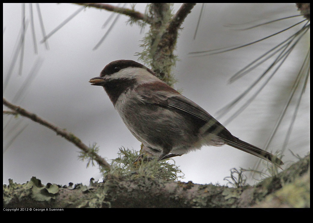 0130-111649-01.jpg - Chestnut-backed Chickadee