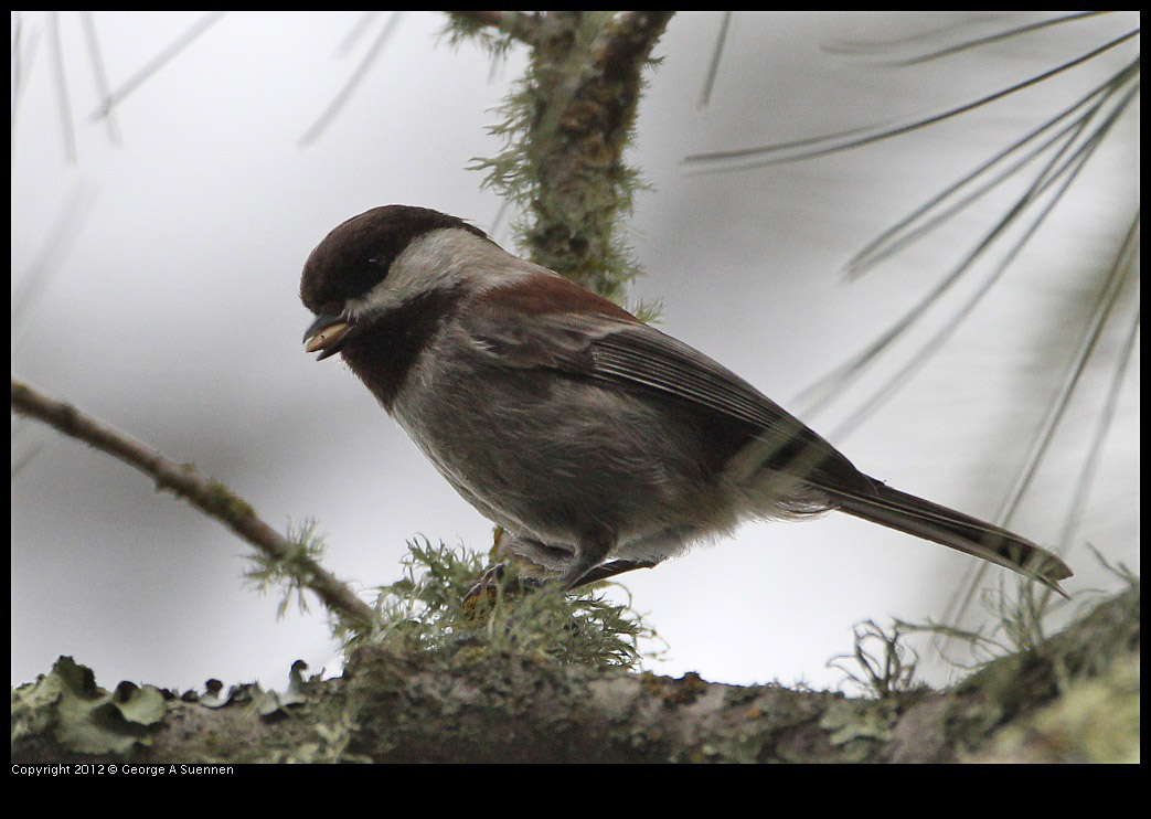 0130-111649-02.jpg - Chestnut-backed Chickadee