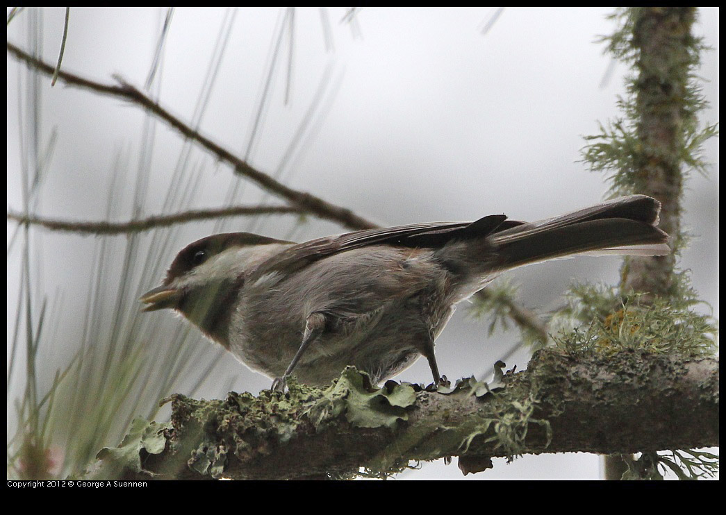 0130-111652-02.jpg - Chestnut-backed Chickadee