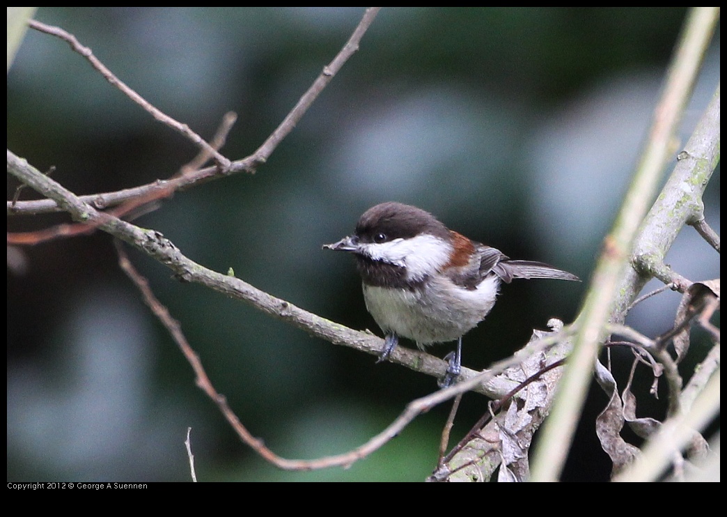 0130-111806-02.jpg - Chestnut-backed Chickadee