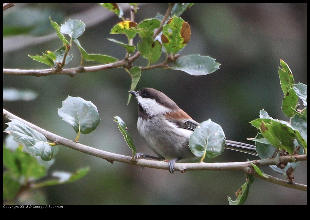 0130-111830-01.jpg - Chestnut-backed Chickadee