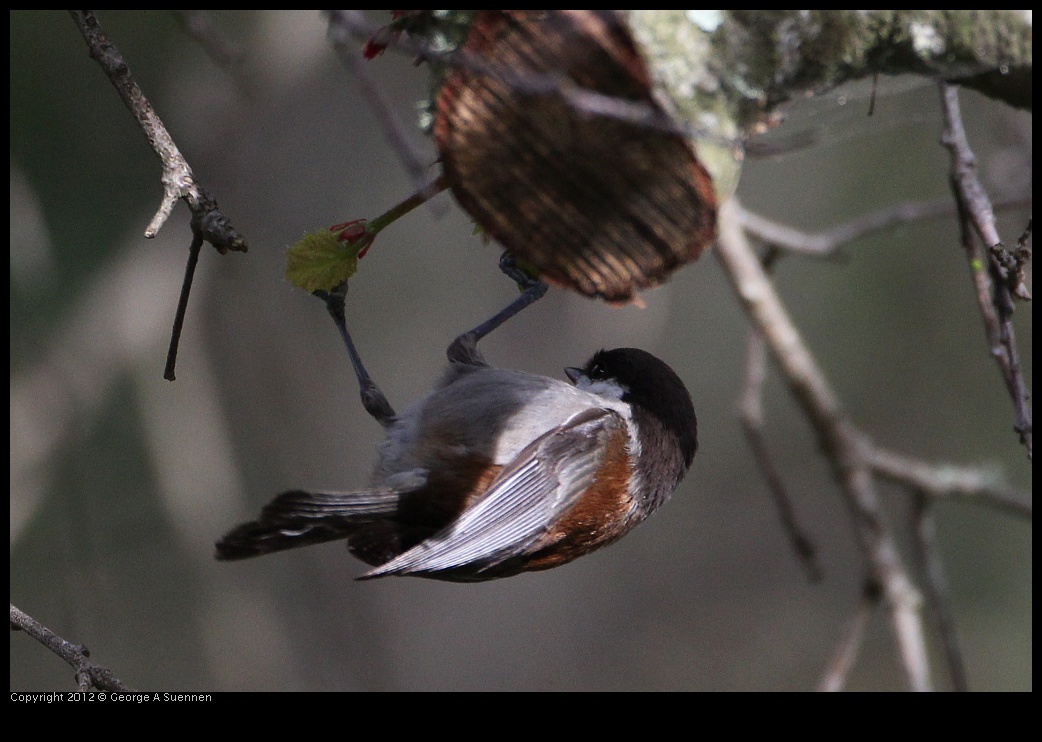 0130-111903-01.jpg - Chestnut-backed Chickadee