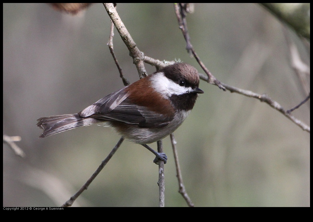 0130-111905-04.jpg - Chestnut-backed Chickadee