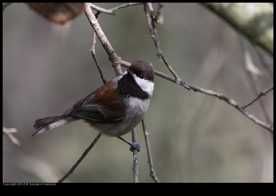 0130-111906-03.jpg - Chestnut-backed Chickadee