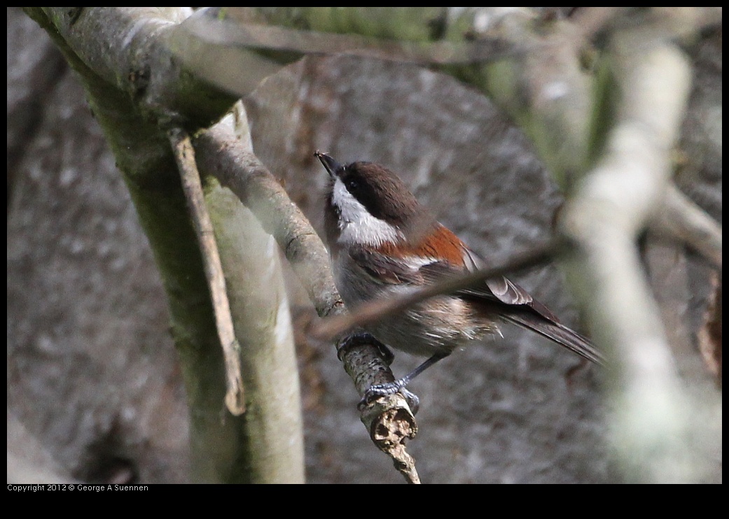 0130-111938-01.jpg - Chestnut-backed Chickadee