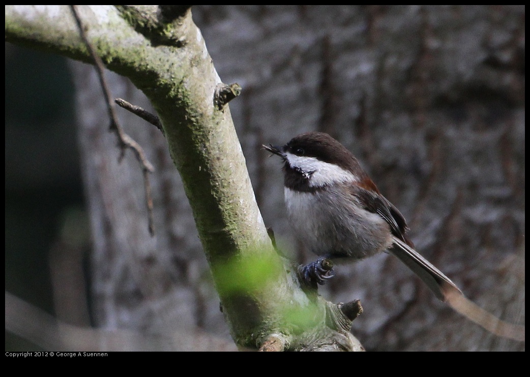 0130-111942-03.jpg - Chestnut-backed Chickadee