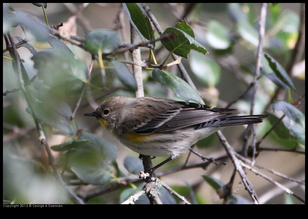 0130-112102-01.jpg - Yellow-rumped Warbler