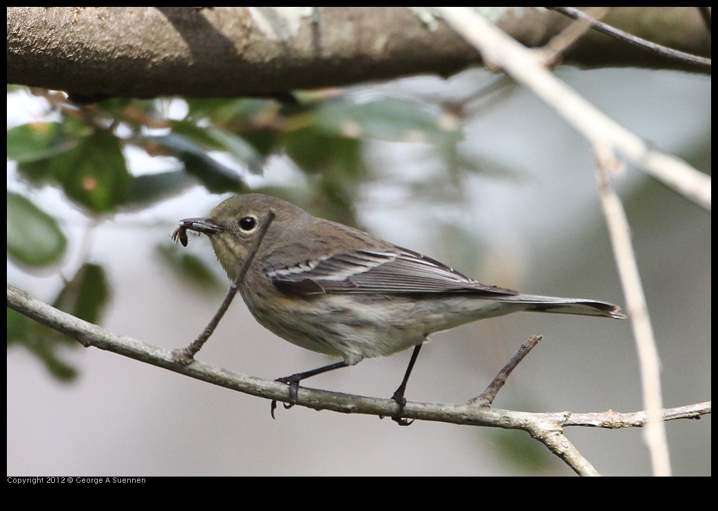 0130-112215-03.jpg - Yellow-rumped Warbler