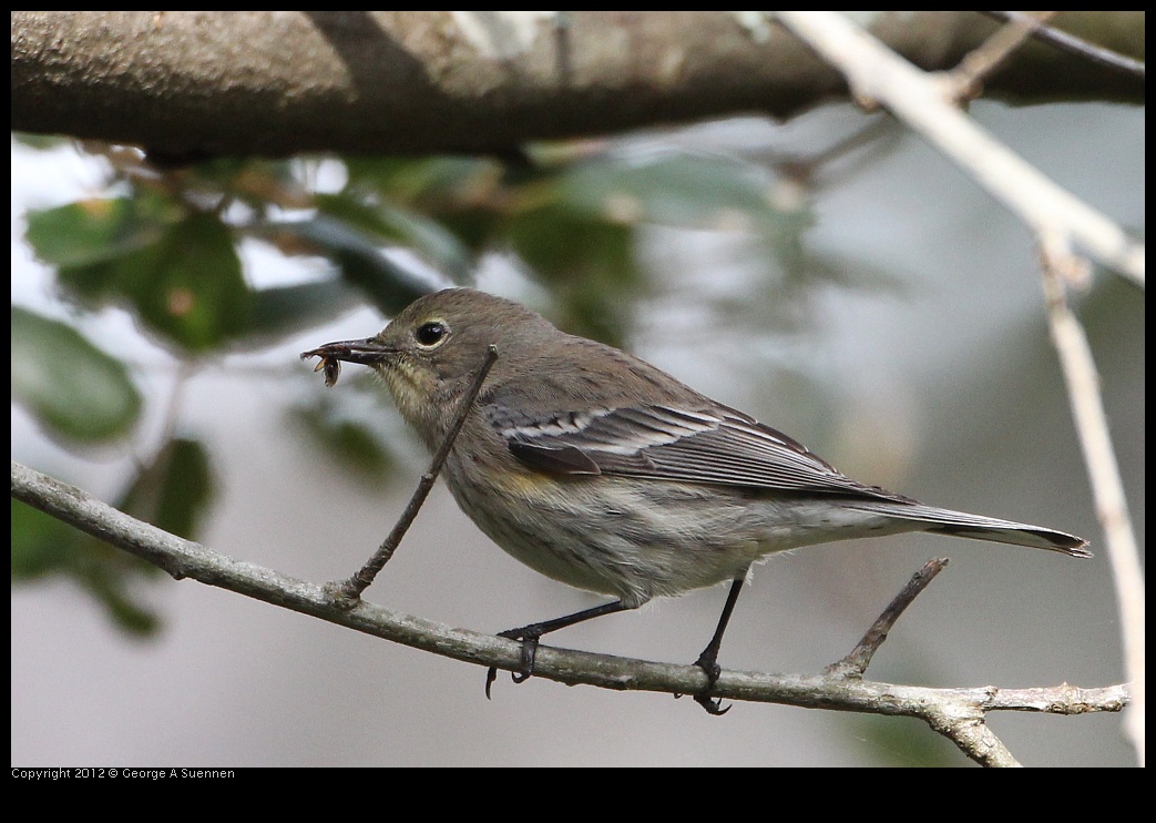 0130-112216-02.jpg - Yellow-rumped Warbler