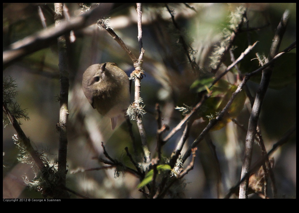 0203-095358-01.jpg - Ruby-crowned Kinglet