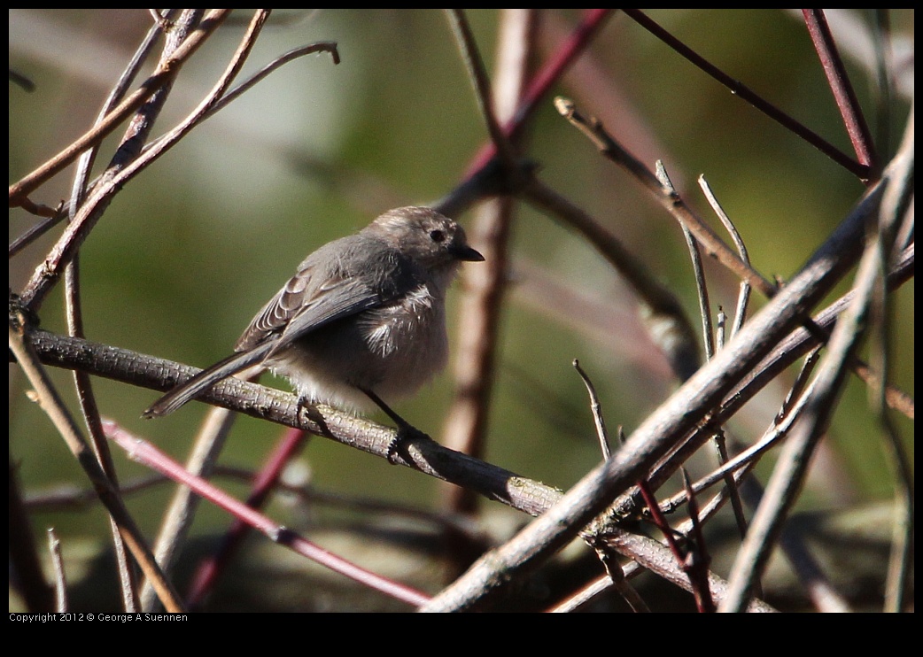 0203-095458-03.jpg - Bushtit