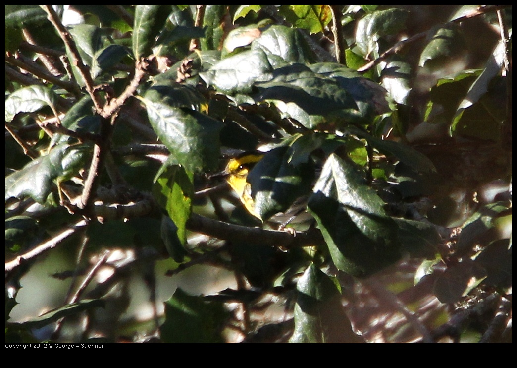 0203-095708-01.jpg - Townsend's Warbler