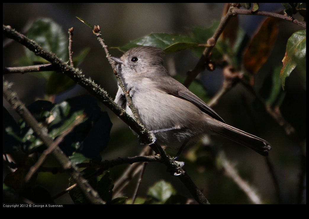 0203-095820-02.jpg - Oak Titmouse